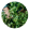 Aromatic Plants